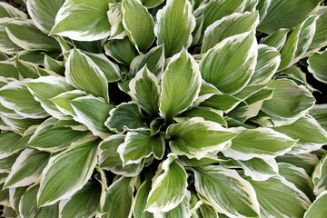 Background from green leaves of hosta.