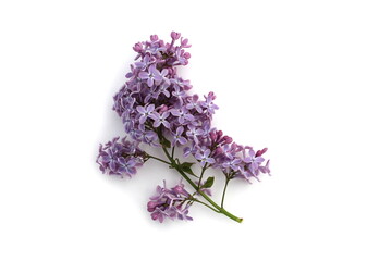 Beautiful lilac flowers lie on a white background.