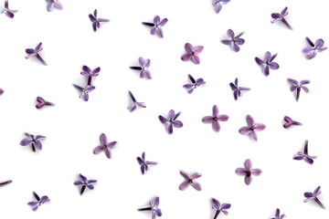 Texture of lilac flowers scattered on a white background.	