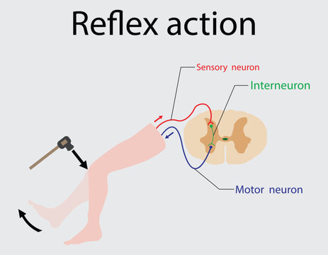 illustration of medical and biology, Reflex action, Spinal Reflex Arc anatomical scheme, A reflex arc is a neural pathway that controls a reflex, neural pathway 