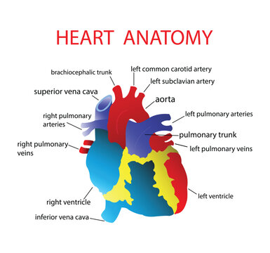 illustration of medical and biology, Heart Anatomy, diagram of human heart anatomy, The pathway of blood flow through the heart