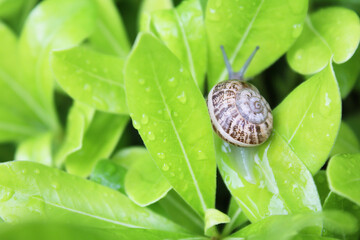snail on green fresh leaf with water drops