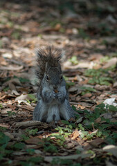 pequeña ardilla cafe buscando comida en el bosque