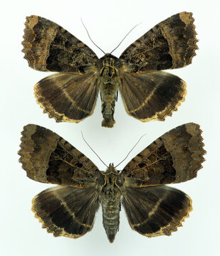 Nocturnal black butterfly moth Mormo maura male and female close up macro isolated on white. Collection insects, noctuidae, lepidoptera