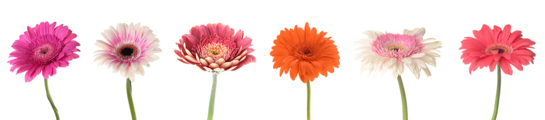 Set of many beautiful gerbera flowers on white background