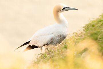 gannet on the cliff edge