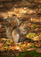 peque&ntilde;a ardilla cafe buscando comida en el bosque