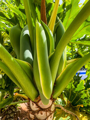 View of green palm tree on sunny day, closeup