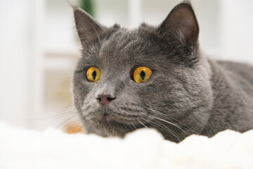 Grey cat chartreuse plays and hunts near the Christmas tree in anticipation of the holiday. New Year and Christmas. Pets. Christmas cat.