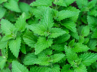 Close-up shot of fresh green organic mint bushes in a garden