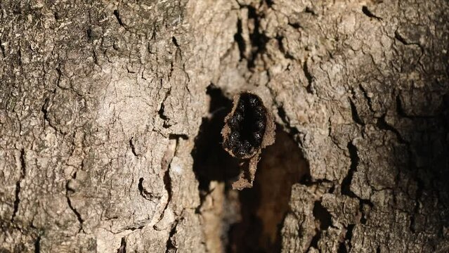 Bees native to the Brazilian cerrado biome. stingless bees