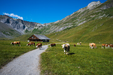 Fototapeta na wymiar Bern, Switzerland - July 25, 2022 - View of Engstligenalp from the Engstligengrat hiking trail, Swiss Alps, Switzerland