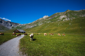 Fototapeta na wymiar Bern, Switzerland - July 25, 2022 - View of Engstligenalp from the Engstligengrat hiking trail, Swiss Alps, Switzerland
