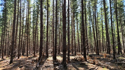 Pine tree forest plantation during a sunny weather