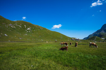 Obraz premium Bern, Switzerland - July 25, 2022 - View of Engstligenalp from the Engstligengrat hiking trail, Swiss Alps, Switzerland