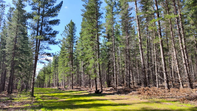 Pine tree forest plantation during a sunny weather