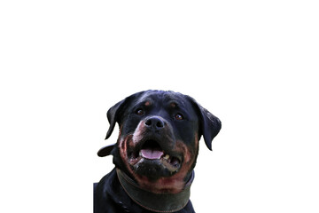 Portrait einer Rottweilerhündin mit Lederhalsband, freigestellt