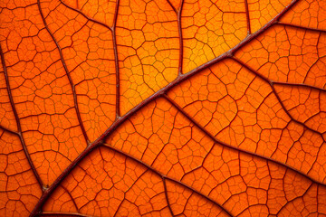 Obraz premium Nervures et ramification sur texture orange - Générative IA