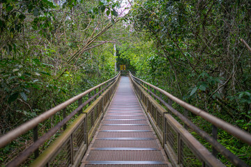 The Iguazu Falls enveloped by lush rainforests showcase a mesmerizing fusion of natural splendor and biodiversity