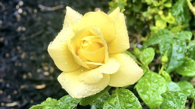  handheld shot of yellow roses under rain closeup