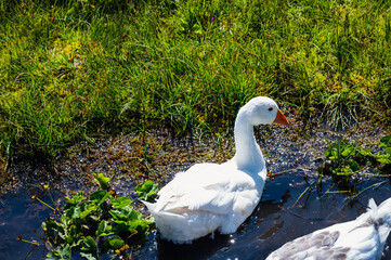 Bern, Switzerland - July 25, 2022 - View of Engstligenalp from the Engstligengrat hiking trail, Swiss Alps, Switzerland