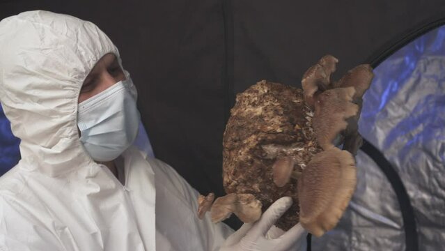 Farmer look at Shiitake Lentinula Edodes mushrooms. Shii Take home farming cultivation growing and cutting harvest.