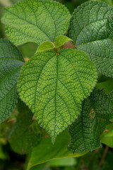 close up of green leaves