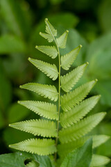 fern leaves