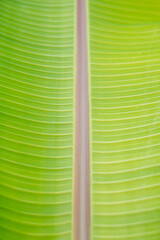 green banana leaf
