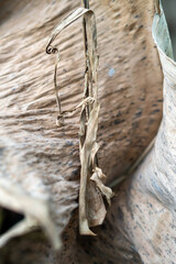dried leaves