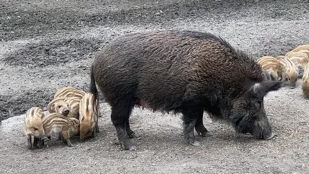 Female wild boar and her babies. The sow doesn't want to be disturbed by her piglets 