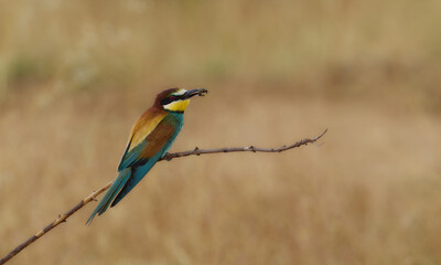 Abejarucos
