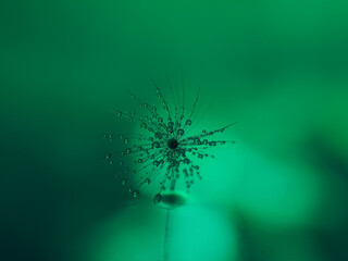 Dandelion seed and small drops of water in macro details above green lighted dreamy water surface...