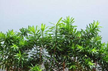 Obraz premium planta verde ornamental 