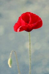 Red poppy
