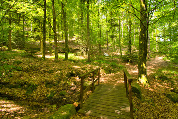 Waldweg im Val de Villé in den Vogesen