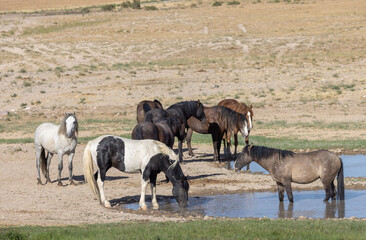 Naklejka na ściany i meble Wild Horses at a Waterhole in the Utah Desert in Summer