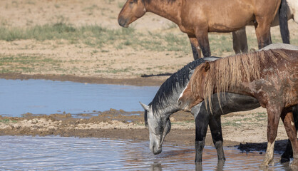 Obraz na płótnie Canvas Wild Horses at a Waterhole in the Utah Desert in Summer