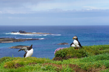 Atlantic puffin and Razorbill bird on the isle of Lunga in Scotland. Fratercula arctica bird and Alca torda bird on the Treshnish isles. Lunga is a small island of the coast of Mull.