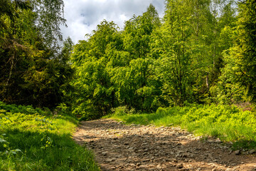 Fototapeta na wymiar Tourist path leading through the forest.