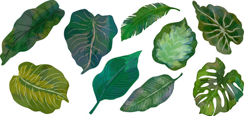 Fototapeta premium Set of tropical leaves, leaves with texture. Palm green leaves. Exotic set. Hawaiian elements. A tropical forest. Design elements
