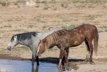 Wild Horses at a Waterhole in the Utah Desert in Summer