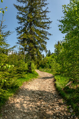 Obraz premium Tourist path leading through the forest.