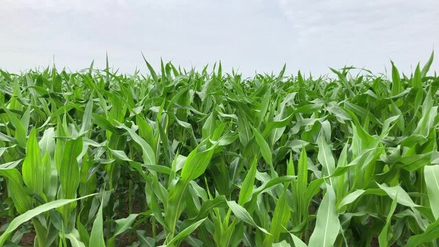 Stalks and green leaves of corn, maize plants, Zea mays,  growing in an agricultural field in the rural countryside, panning view with sky in the background