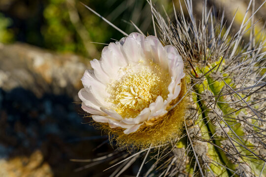 Eulychnia breviflora, Copao. cactus flower during flowery desert in Chile