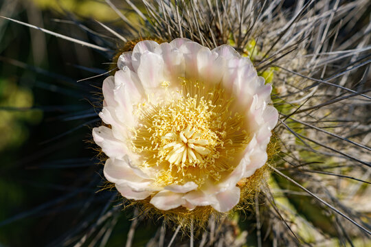Eulychnia breviflora, Copao. cactus flower during flowery desert in Chile