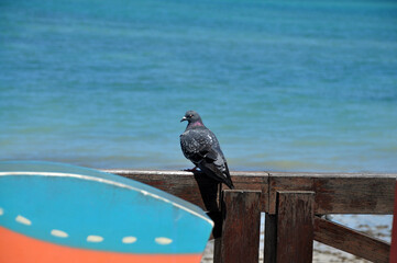 pomba passaro  olhando para o mar 