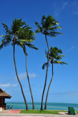 paisagem tropical com palmas 