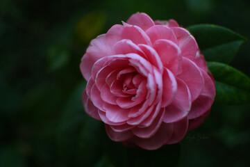 pink rose