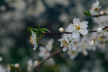 Beautiful blooming cherry tree branches with white flowers growing in a garden. Spring nature...